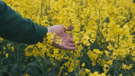 Un-Agricultor-Revisa-Sus-Plantas-De-Canola-En-Un-Enorme-Campo-De-Canola