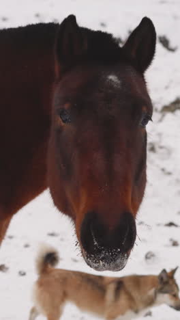 bay horse with snow on nose looks in camera reproachfully chewing food. domestic dog runs past brown animal grazing in white snowy highland closeup