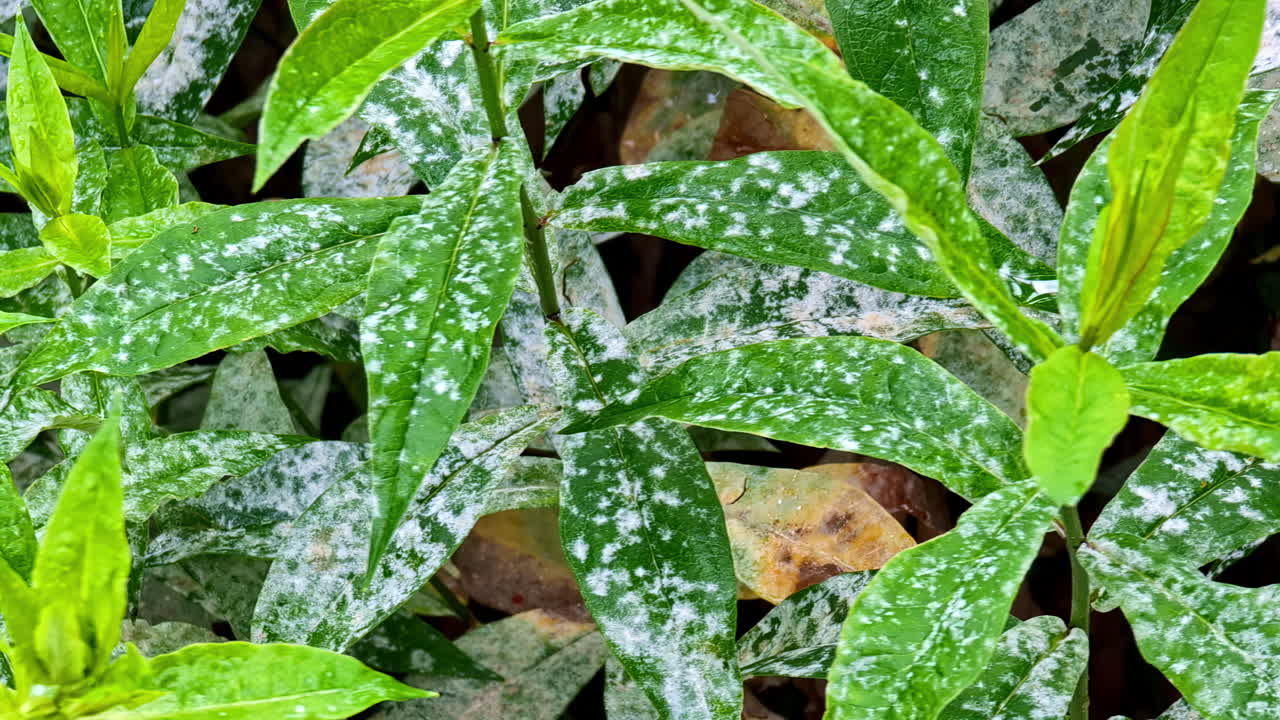 Snowflakes lie on green leaves of Pseuderanthemum latifolium. Spring frost, clump of bushes vegetation near the town of Cesis