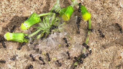 ants working together to gather seeds from dandelion, close-up, slowmo