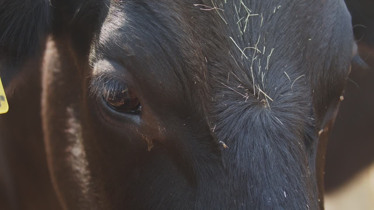 primer plano de la vaca lechera