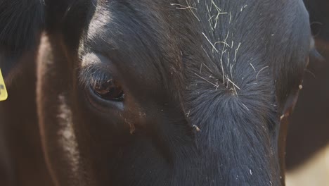 Close-up-of-dairy-cow