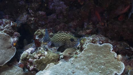 tropical sweetlip fish on a coral reef in micronesia, camera swims towards the fish