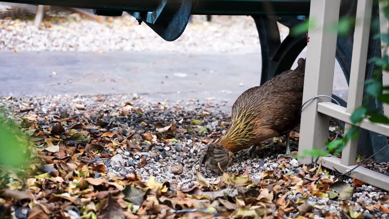 과 새끼 이 키 웨스트의 공원에서 벤치 에서 쓰레기를 고 있습니다.