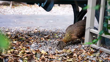la gallina madre y el pollito bebé recogen basura bajo un banco en un parque en key west