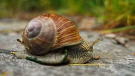 close-up macro of snail-shelled gastropod over rock