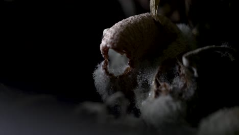 Beautiful-close-up-of-decomposing-fungi-on-the-forest-floor,-revealed-by-torchlight