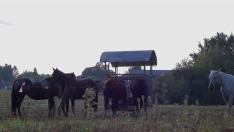 Fünf-Pferde-Fressen-Heu-Auf-Einem-Feld