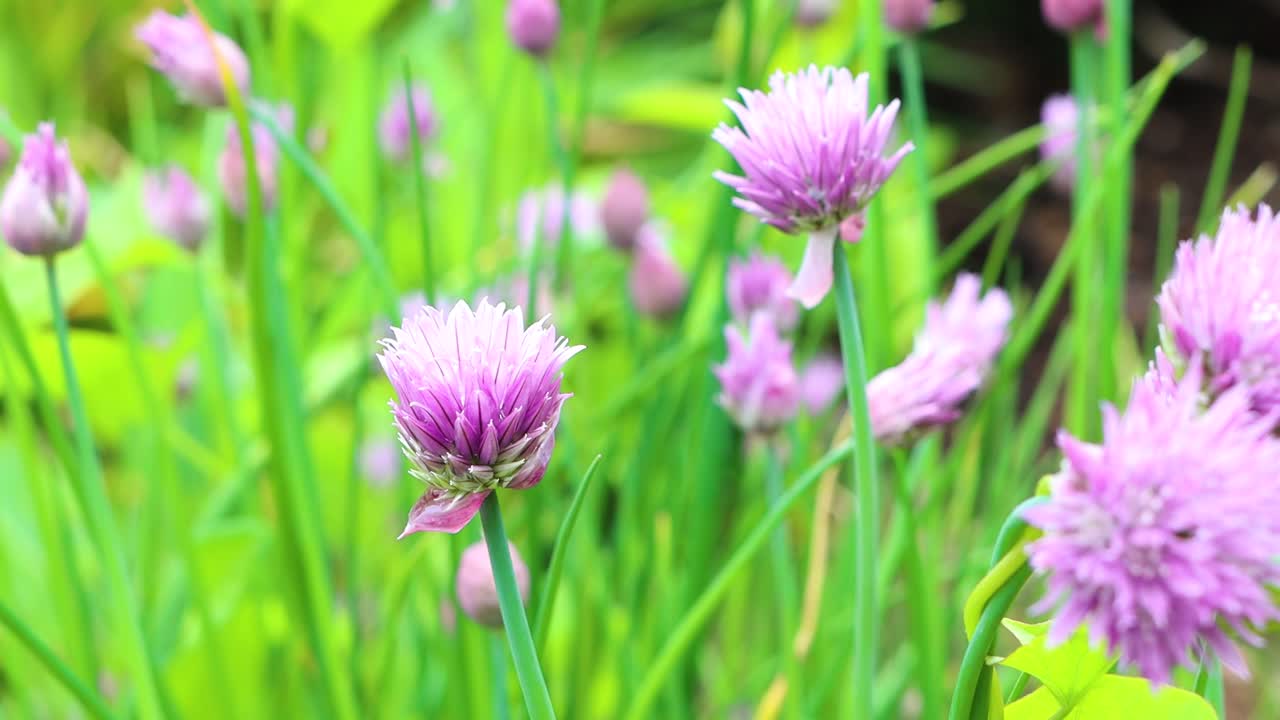 정원이 신선하고 테이블에 준비되어 있습니다.