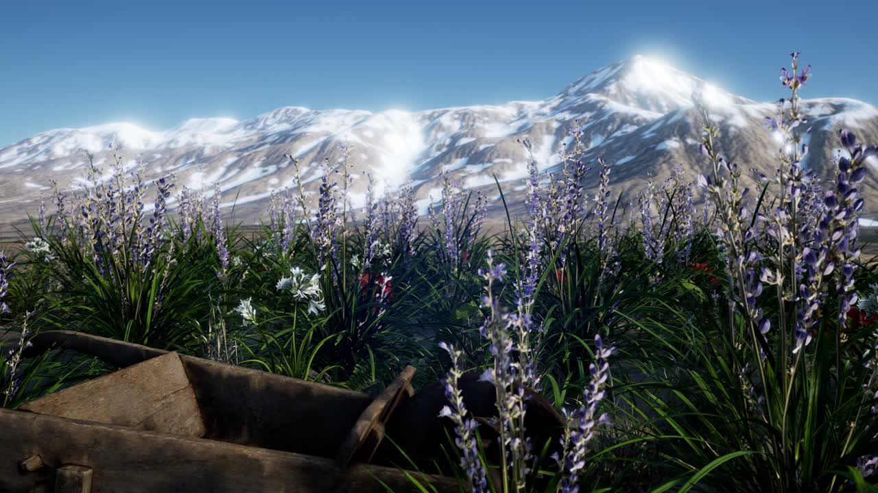campo de lavanda con cielo azul y cubierta de montaña con nieve