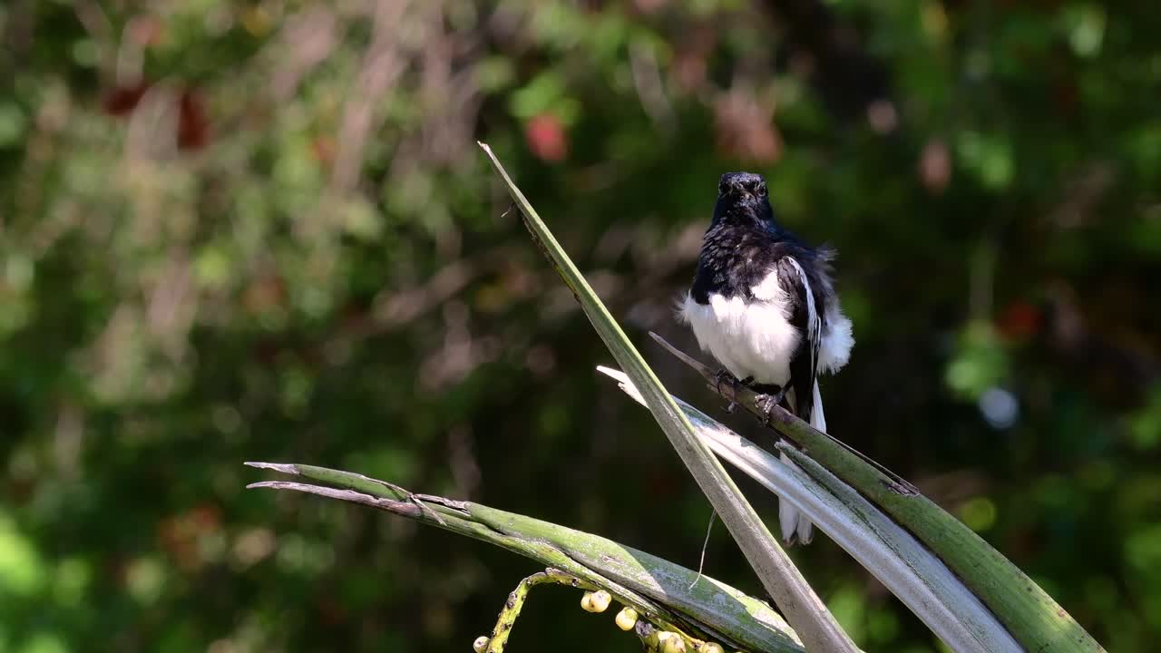 The Oriental magpie-robin is a very common passerine bird in Thailand in which it can be seen anywhere