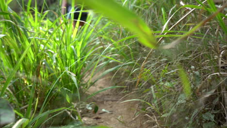 Low-Angle-Dolly-through-the-Grass-to-Reveal-a-Young,-Attractive-Woman-Hiking-along-a-Trail