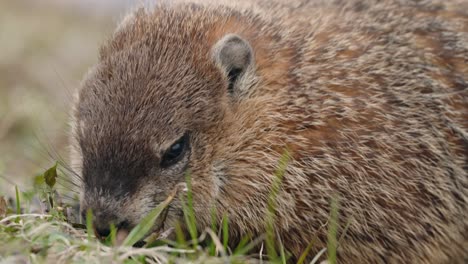 close up of marmot feeding on grass