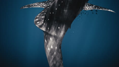 Detailed-closeup-of-caudal-fin-of-Whale-shark-swimming-in-slow-motion-sparkling-grey