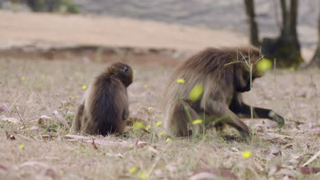 gelada monkeys in simien mountains national park in ethiopia - wide shot