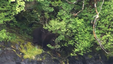 black bear getting near the river bank in alaska