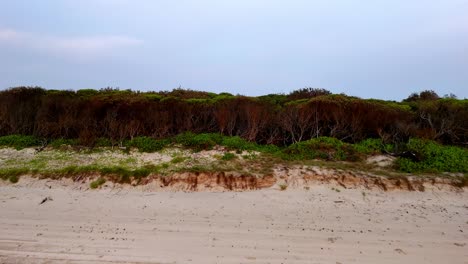 Playa-Prístina-Con-Una-Densa-Línea-De-Vegetación-Intacta:-Donde-Las-Costas-Arenosas-Se-Encuentran-Con-La-Flora-Silvestre.