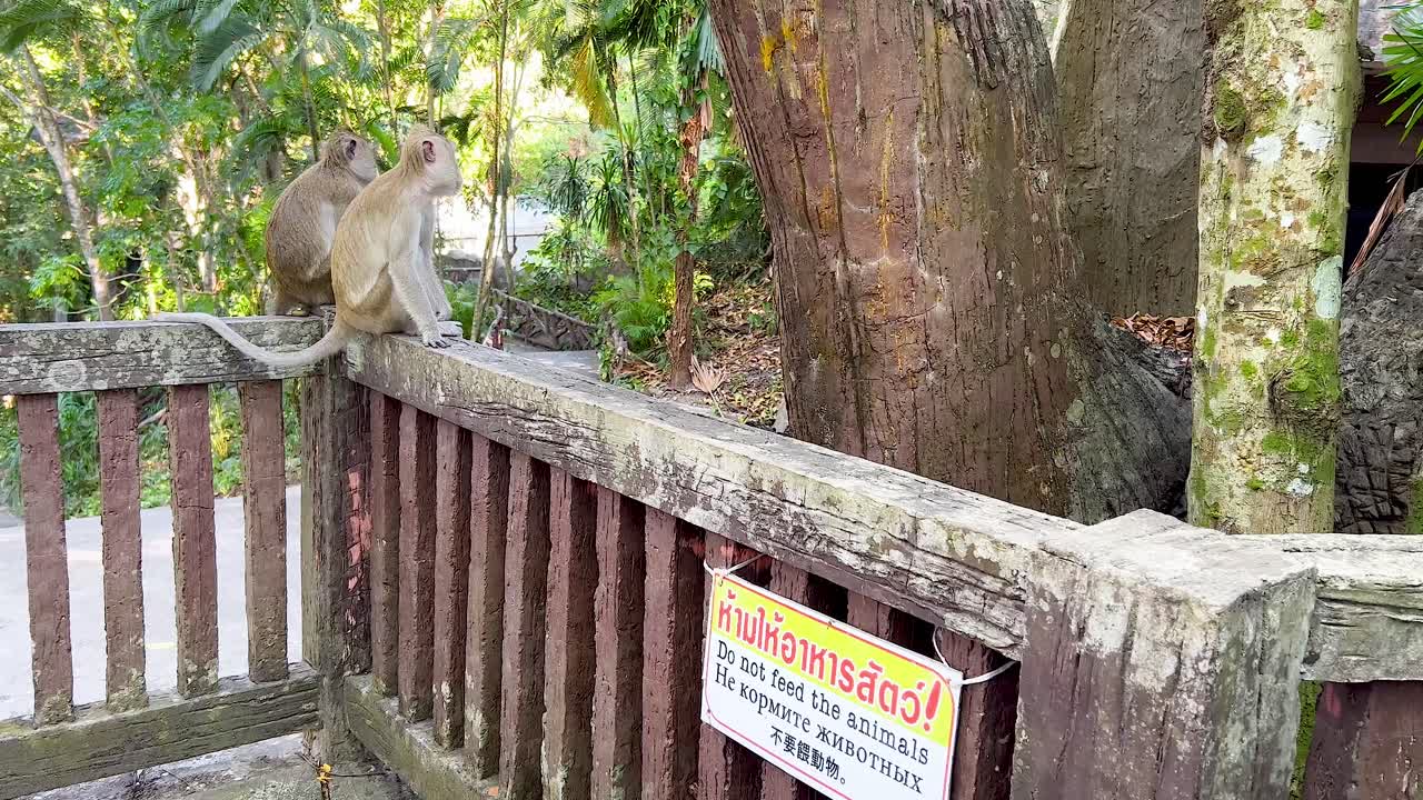 동물원에서 울타리에 앉아 있는 원이