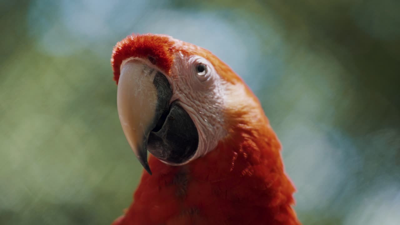 Ritratto al rallentatore che mostra un bellissimo pappagallo ara rosso che ammicca con gli occhi all'aperto nella natura, con sfondo sfocato