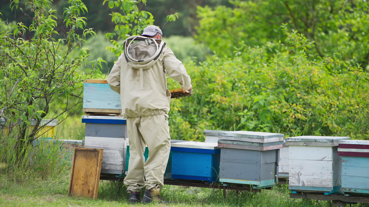 Beekeeper inspecting the condition of bees and honey in the honey comb. Farmer wearing special protective overall looks busy and worried. Nature background.