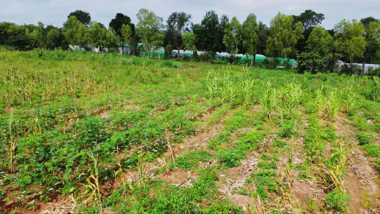 Jib up of crops on a green field on a sunny day in rural Nigeria, Africa