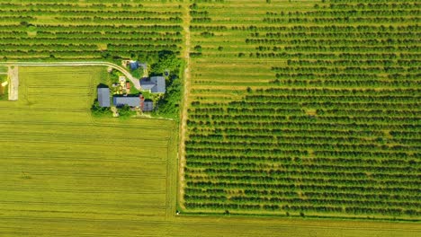 Schöne-Luftaufnahme-Des-Grünen-Landwirtschaftlichen-Feldes-Bei-Sonnenaufgang