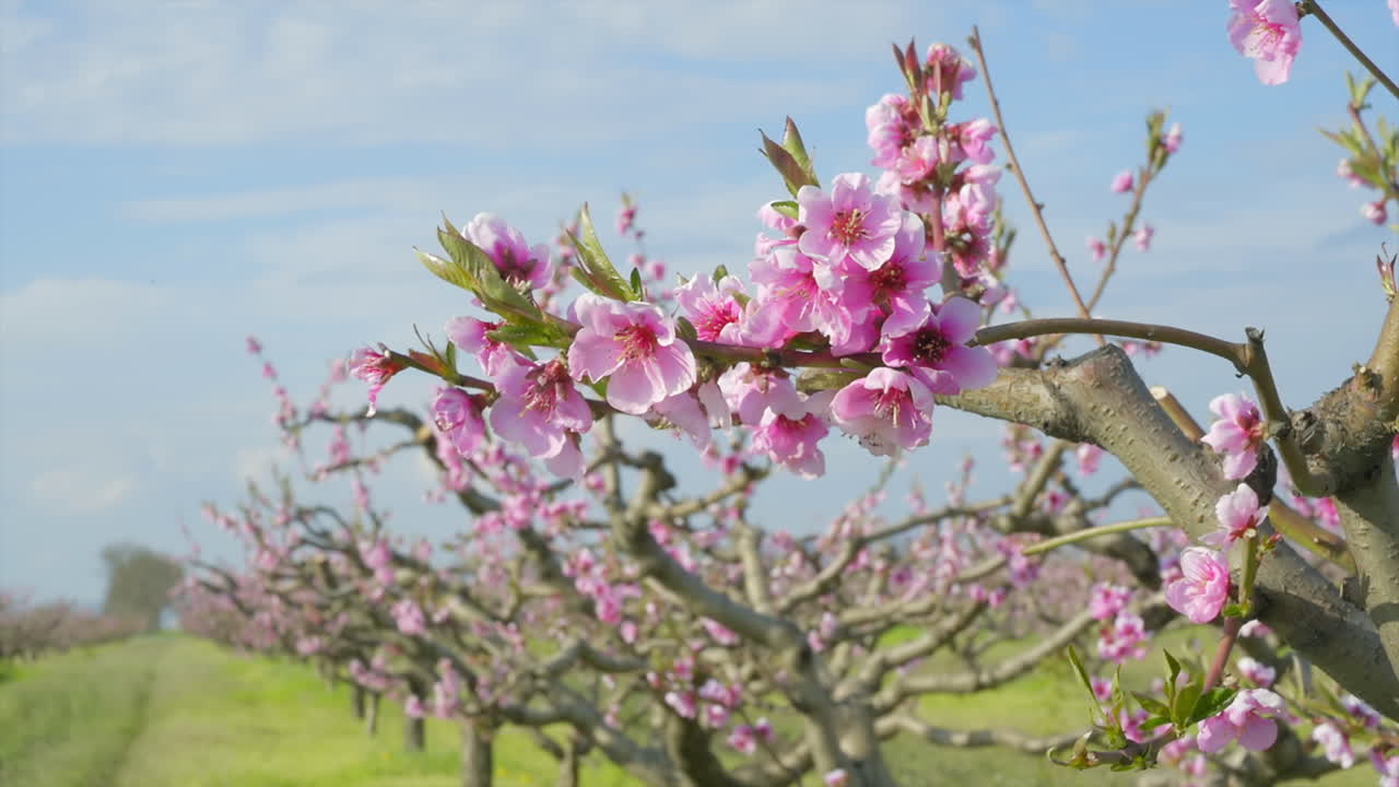 Close up of a tree branch with pink flowers in full bloom in an orchard
