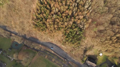 Top-down-view-of-dying-trees-due-to-climate