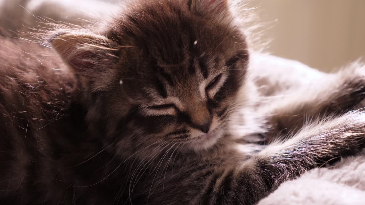 pequeño pequeño lindo gato atigrado maincoon quedarse dormido