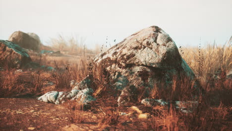 dry-grass-and-rocks-landscape