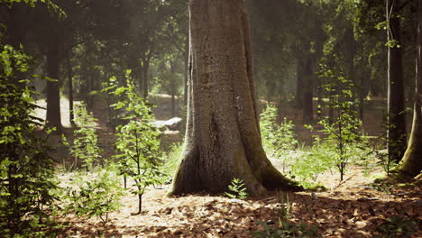 Temprano-En-La-Mañana-Con-Amanecer-En-El-Bosque