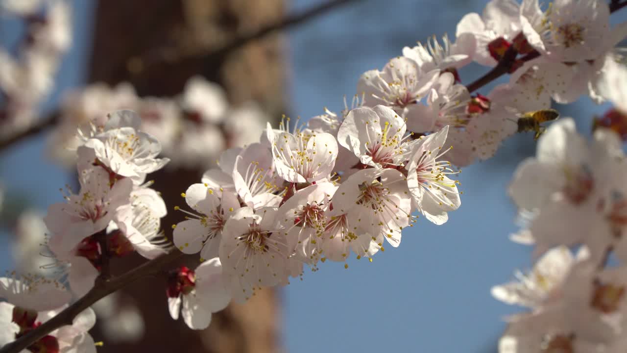 Ape che vola verso i fiori bianchi in fiore