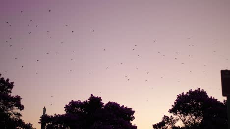 Murciélagos-Nocturnos-Volando-En-El-Cielo-Durante-La-Puesta-De-Sol-En-Australia---Toma-Amplia