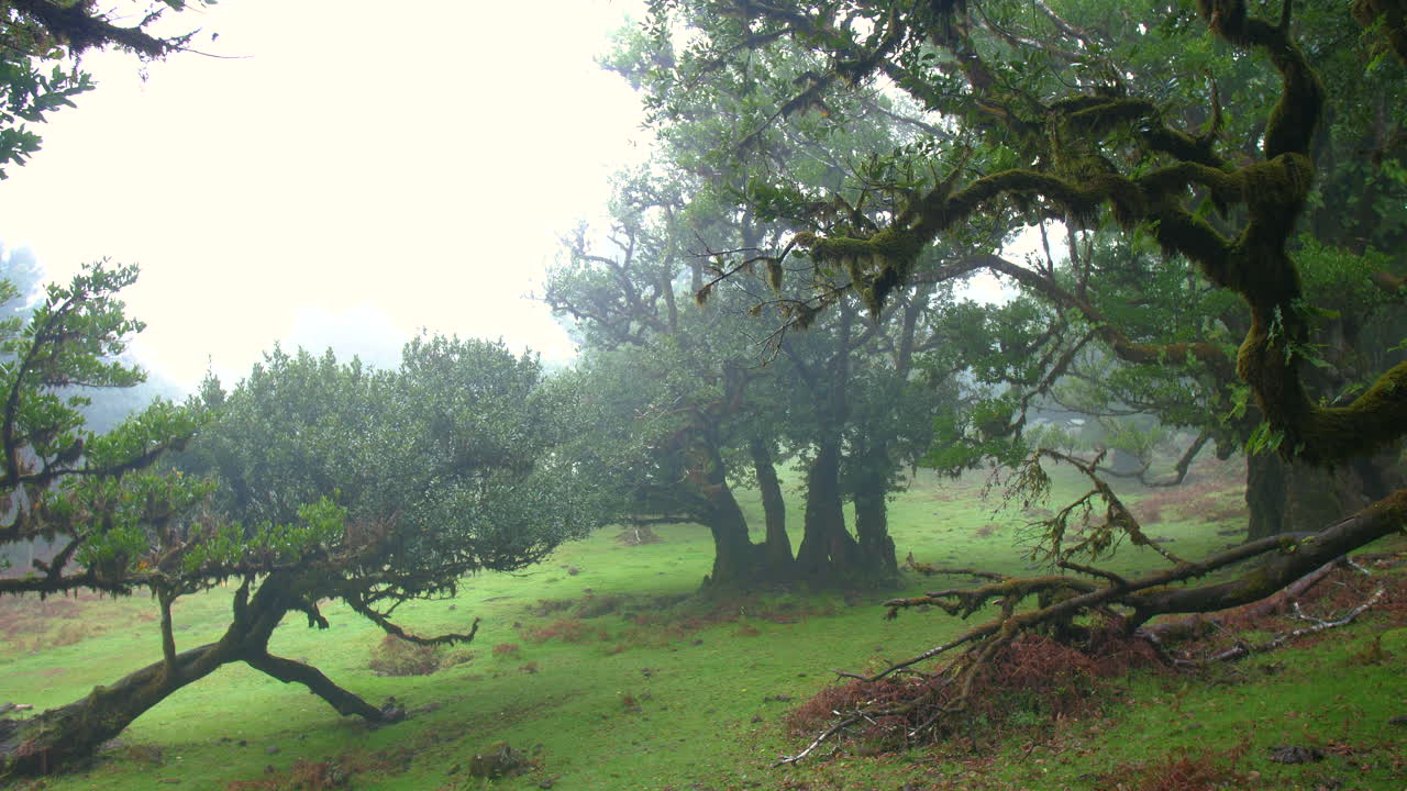안개가 가득한 신비로운 나무 숲, 파날 마데라의 나무, 요정의 안개, 구름이 가득한 모스, 환상, 비가 내리는, 공포의, 4k