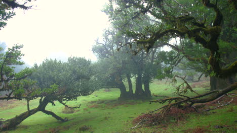 foggy mysterious trees forest wood of fanal madeira fairy mist cloudy moss fantasy rainy pan shot horror 4k