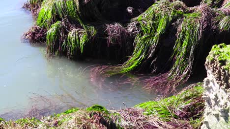 algas verdes la hierba marina se balancea con la marea creciente en bahía asunción, méxico