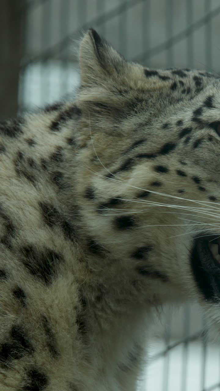 Snow leopard walks and yawns in enclosure, soft daylight, medium shot, steady camera, captive setting