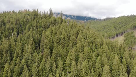 dense coniferous forest with mountains in background on a cloudy day - aerial ascending