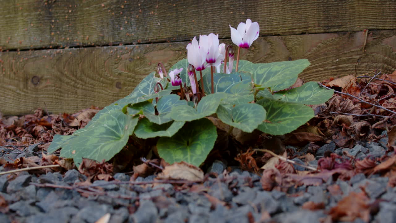 ciclamen blanco rosa en el jardín con grava y hojas de otoño escombros, estático