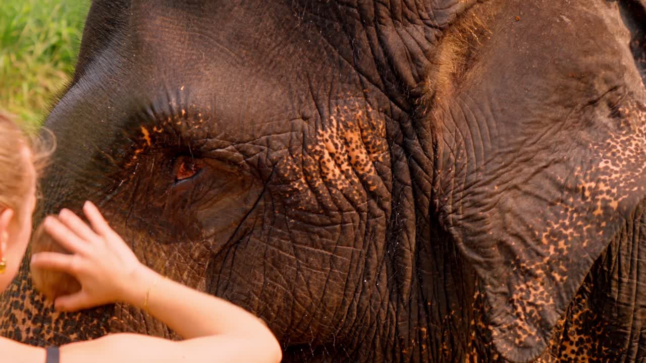A serene and touching scene of a woman caring for an Asian elephant while bathing it in a river in Sri Lanka.