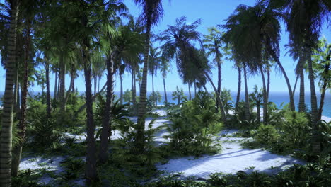 Palm-Beach-In-Tropical-Idyllic-Paradise-Island