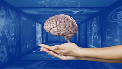 Digitales-Zusammengesetztes-Video-Eines-Menschlichen-Gehirns,-Das-Sich-über-Gewölbten-Händen-Vor-Bildschirmen-Mit-Medizinischen-Daten-Dreht