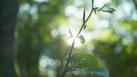 toma macro en cámara lenta de 4k de una araña parada en una rama, contra la luz del sol, en medio del bosque