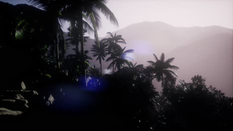 sunset beams through palm trees