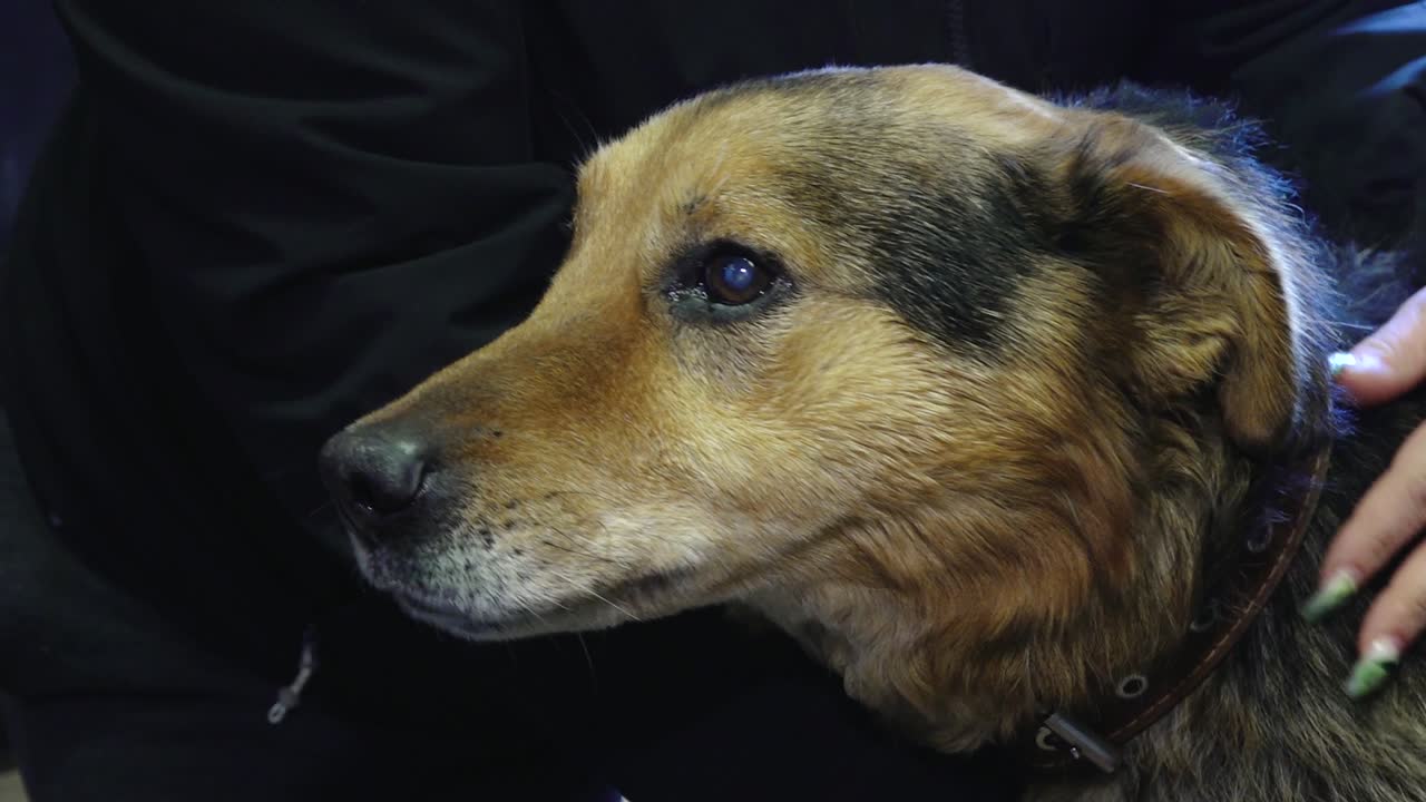 An old blind dog with a gray beard receives gentle affection from a man, who strokes it lovingly. The moment captures warmth, companionship, and care for senior pets.