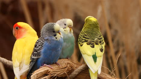 group of pretty colorful canary birds resting on branch in nature at zoo,close up