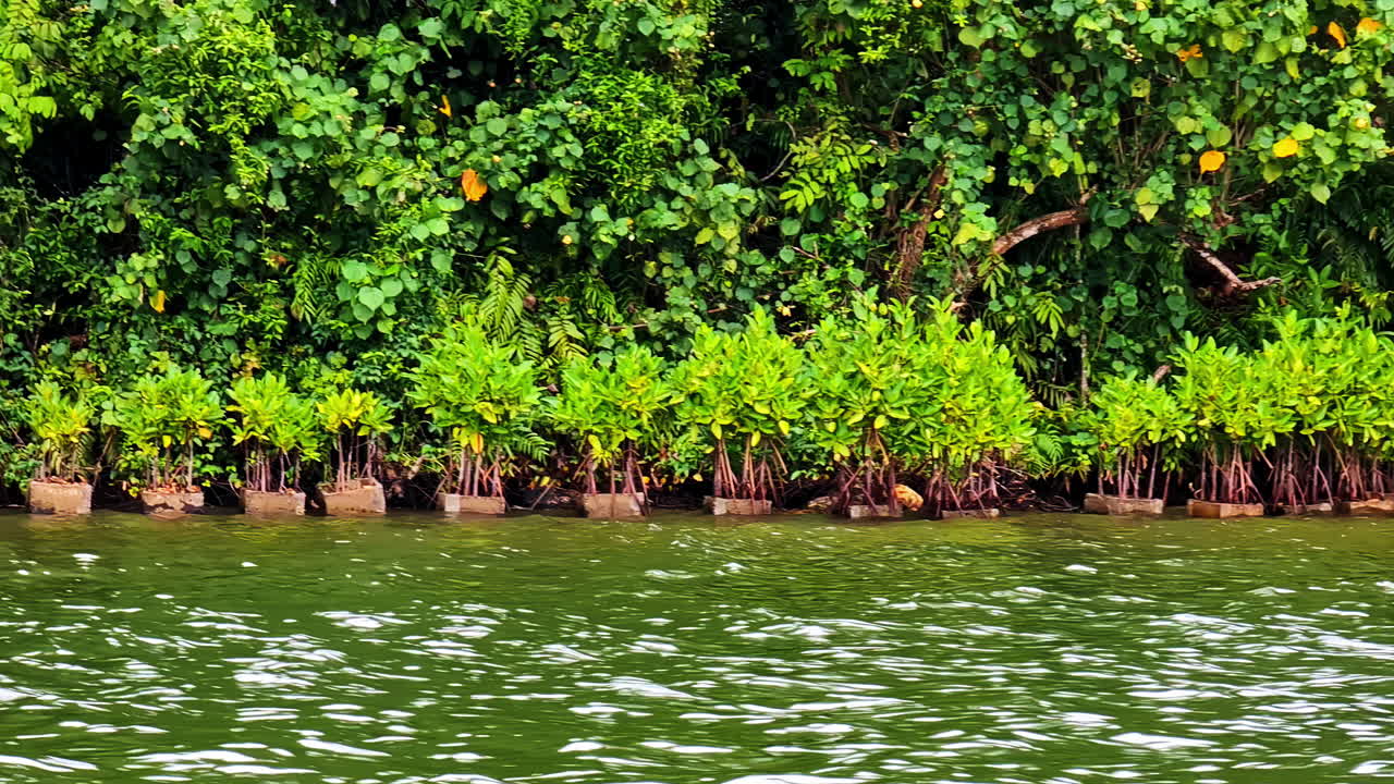 Mangrove seedlings growing in rows of small pots lined along green water, plant nursery view