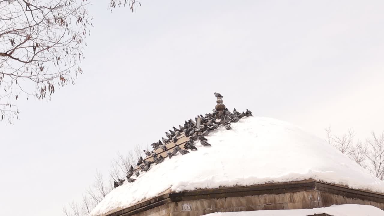 모스크 근처의  위에 서기 위해 비둘기의 무리가 날아갑니다. 눈이 인 오래된 건물. 회색 비둘기는 겨울, 눈, 바위 또는 국내 비둘기라고도 불립니다. 도시 야생 동물. 새 모임.