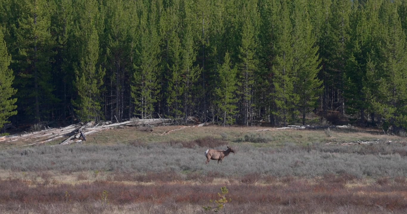 Wide landscape of a lone elk grazing in a peaceful mountain meadow in North America. The animal briefly raises its head before returning to feed, creating a calm wildlife scene.