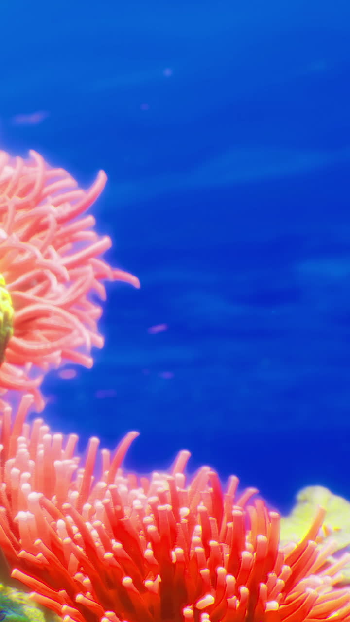Coralli colorati e anemoni di mare sotto la superficie blu dell'oceano.
